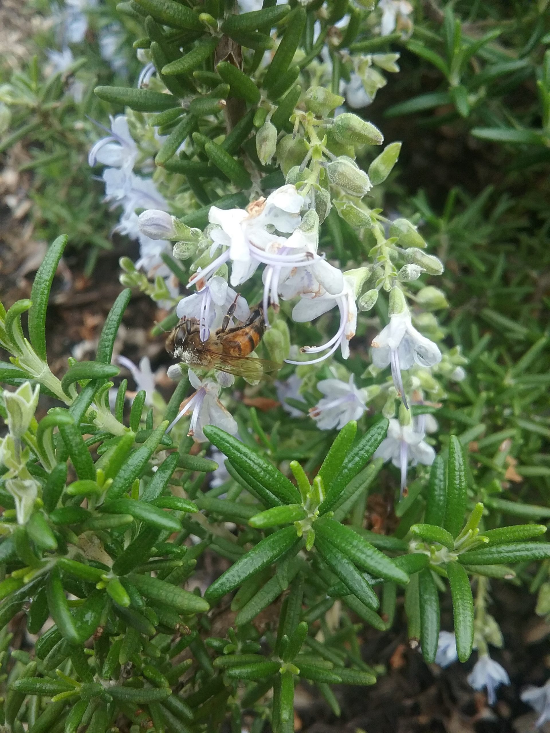Bee-Foraging