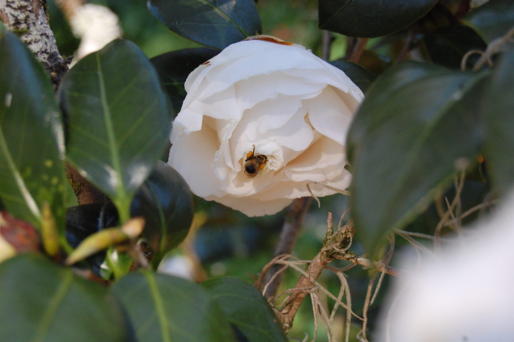 worker honey bee is foraging for pollen and is trying to squeeze into a partially open camellia flower.