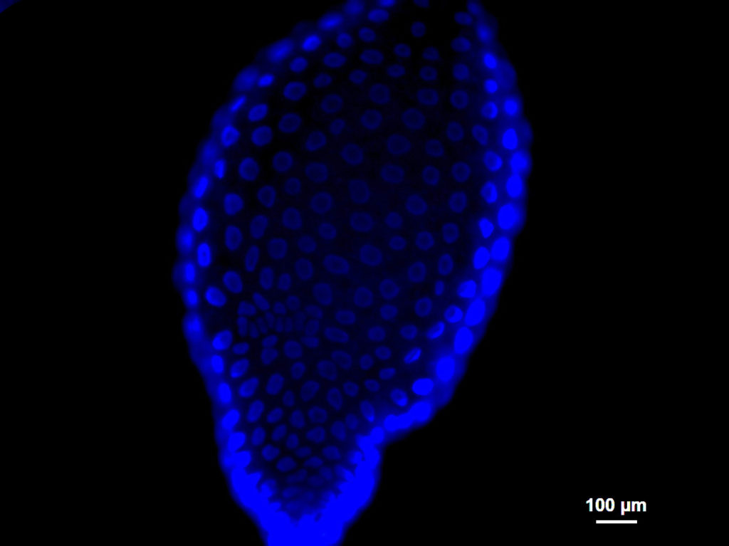 This image (a micro-gemstone) shows the amazing architecture of ovarian follicle in potato psyllid. The blue signal indicates cell nuclei.